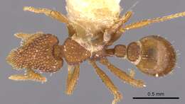 Image of Strumigenys orchibia