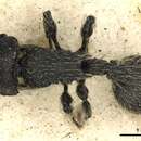 Image of Procryptocerus subpilosus (Smith 1860)
