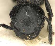 Image of Procryptocerus impressus