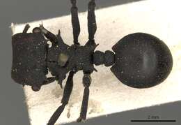 Cephalotes oculatus (Spinola 1851) resmi