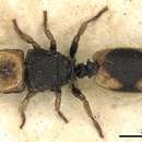 Image of Cephalotes pallidicephalus (Smith 1876)