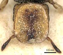 Cephalotes pallidicephalus (Smith 1876) resmi