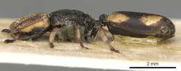 Cephalotes pallidicephalus (Smith 1876) resmi