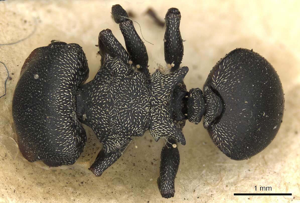 صورة Cephalotes pusillus (Klug 1824)