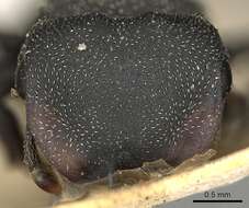 صورة Cephalotes pusillus (Klug 1824)