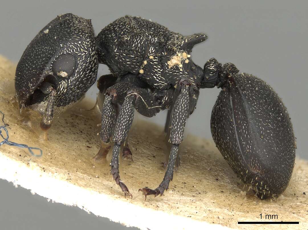 صورة Cephalotes pusillus (Klug 1824)