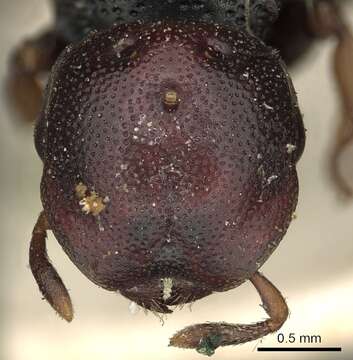 Cephalotes resmi