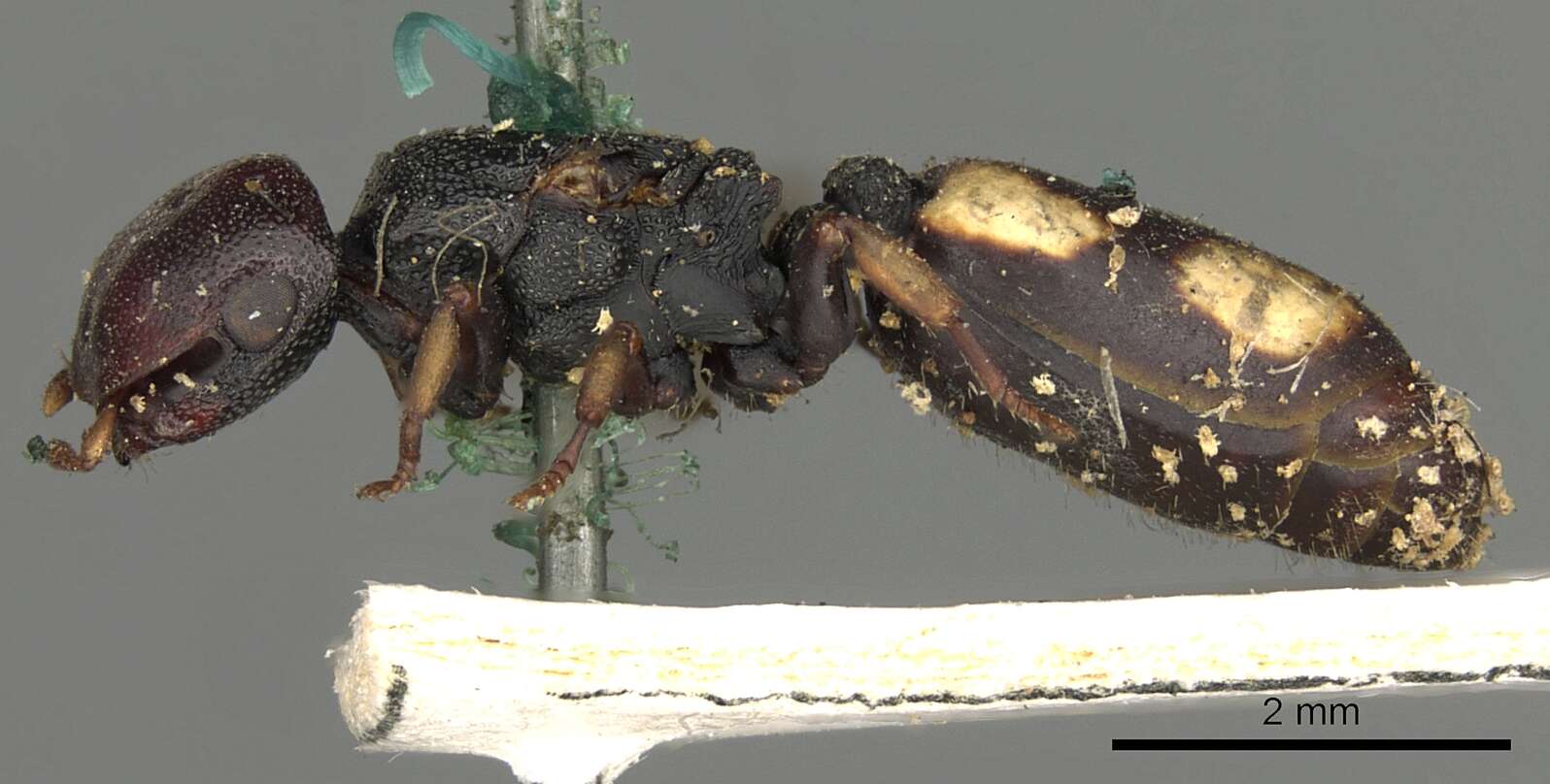 Cephalotes resmi