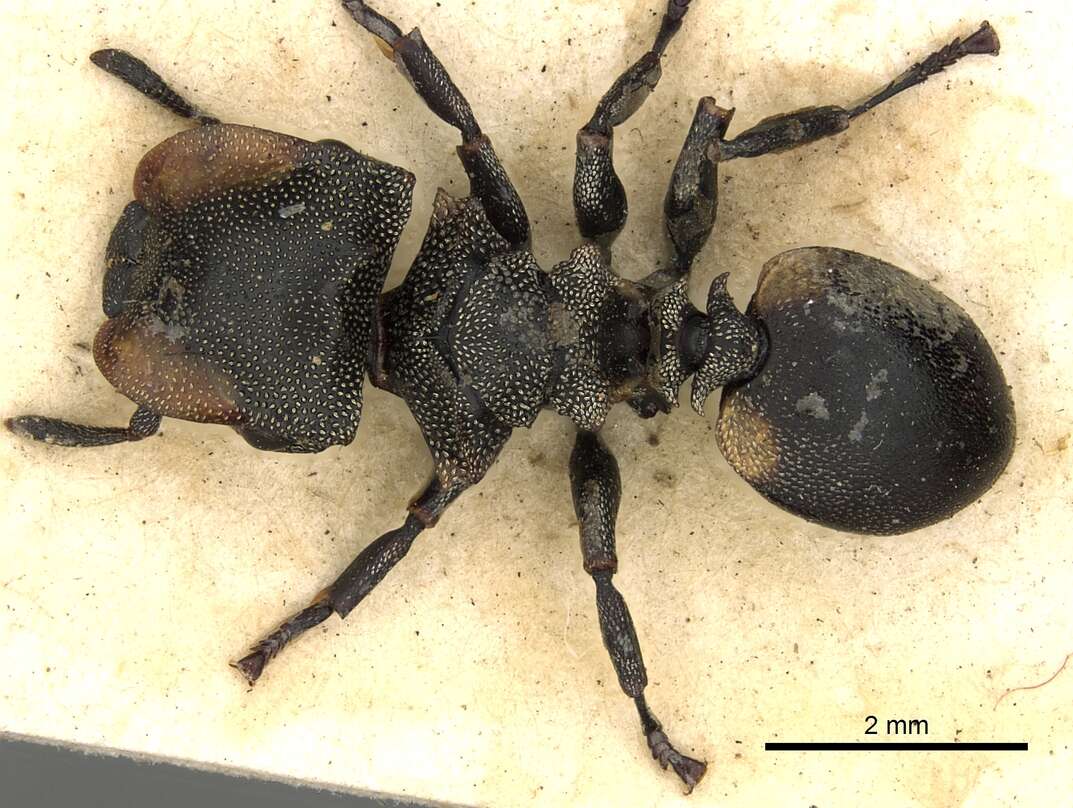 Cephalotes multispinosus (Norton 1868) resmi