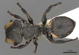 Cephalotes biguttatus (Emery 1890) resmi