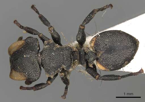 Cephalotes biguttatus (Emery 1890) resmi