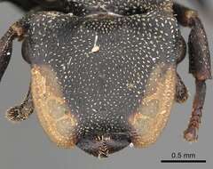 Cephalotes biguttatus (Emery 1890) resmi