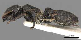 Cephalotes biguttatus (Emery 1890) resmi