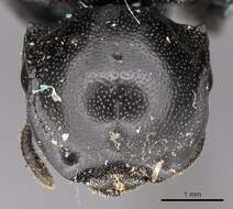 Cephalotes basalis (Smith 1876) resmi