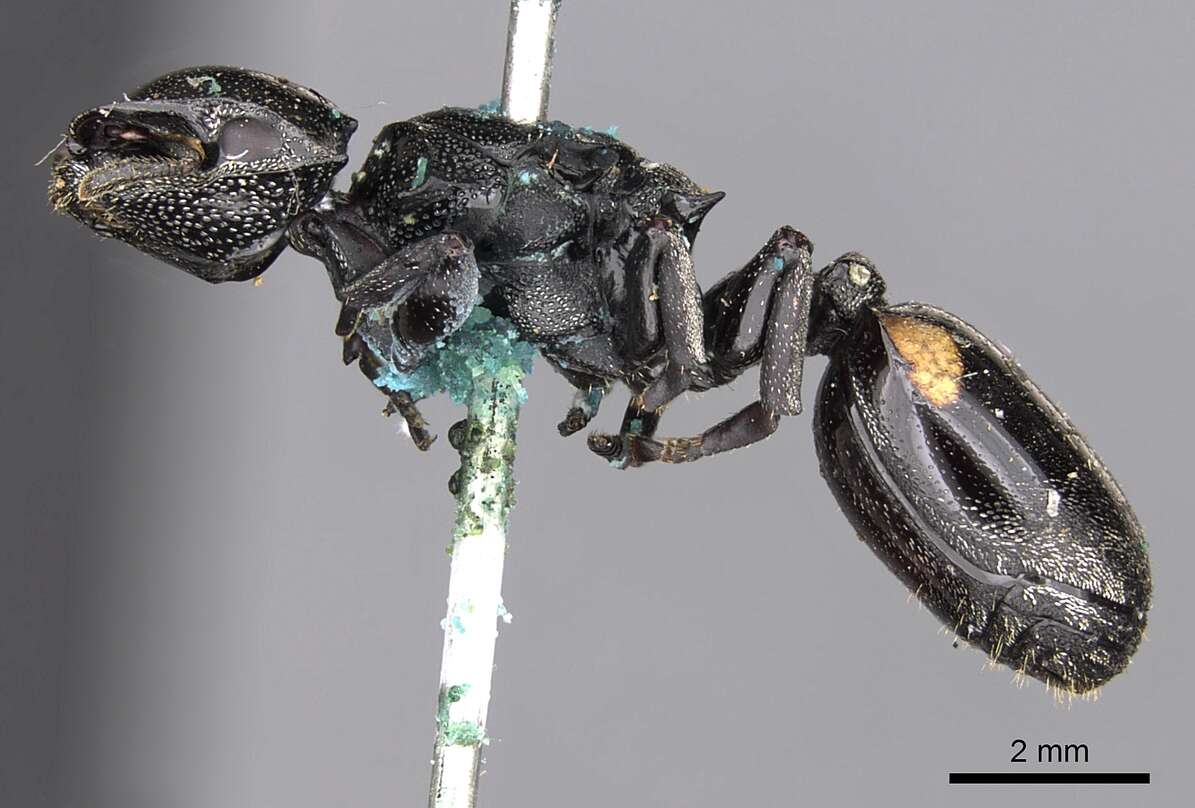 Cephalotes basalis (Smith 1876) resmi