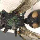 Image of Cephalotes bimaculatus (Smith 1860)