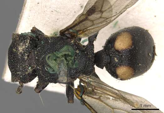 Cephalotes bimaculatus (Smith 1860) resmi