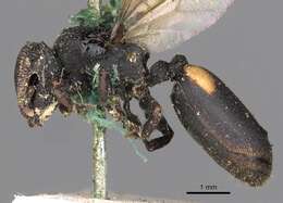 Cephalotes bimaculatus (Smith 1860) resmi