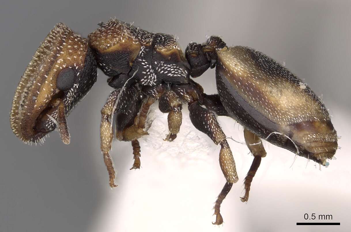 Cephalotes kukulcan Snelling 1999 resmi