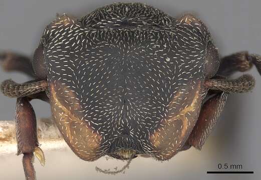 Image of Cephalotes christopherseni (Forel 1912)