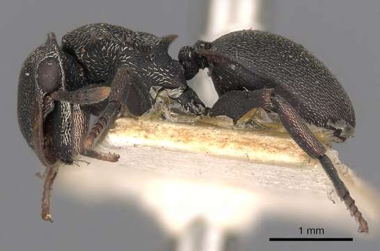 Image of Cephalotes christopherseni (Forel 1912)