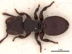 Image of Cephalotes pallens (Klug 1824)