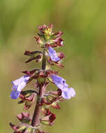 Image of lyreleaf sage