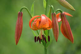 Image of Michigan lily