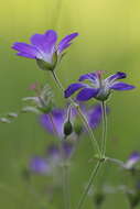 Image of Wood Crane's-bill