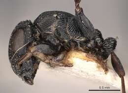 Image of Sculpted Tree ants