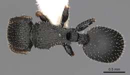 Image of Cataulacus moloch Bolton 1982