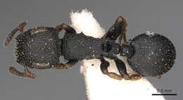 Image of Cataulacus vorticus Bolton 1974