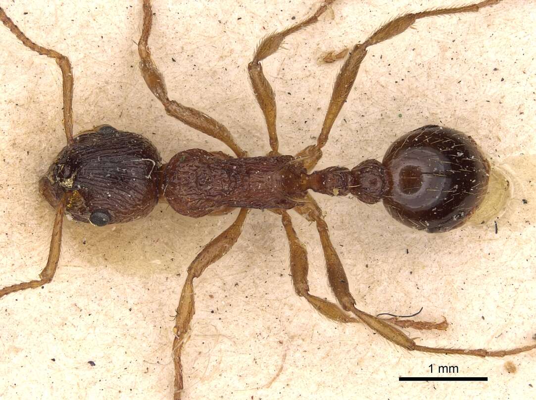 Image of Myrmica