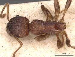 Image of Myrmica sulcinodis Nylander 1846