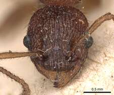 Image of Myrmica sulcinodis Nylander 1846