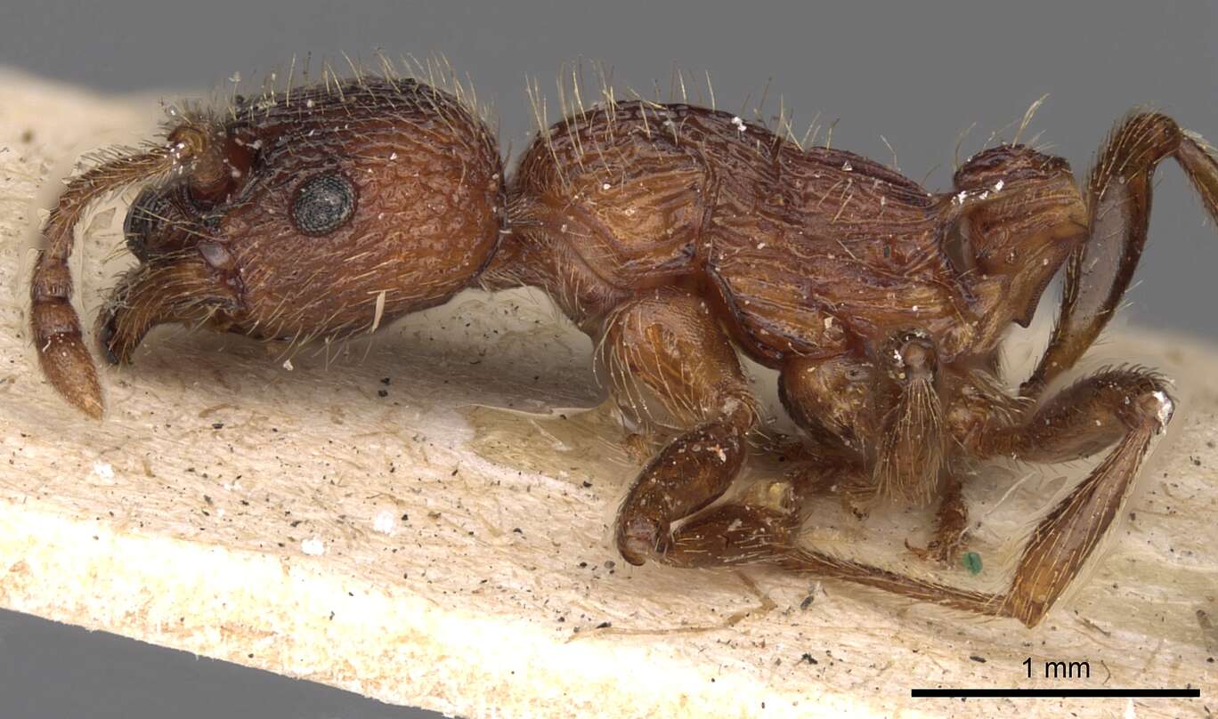 Image of Myrmica sulcinodis Nylander 1846