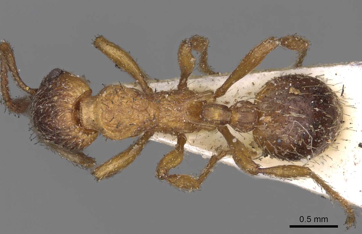 Image of Myrmica rugulosa Nylander 1849