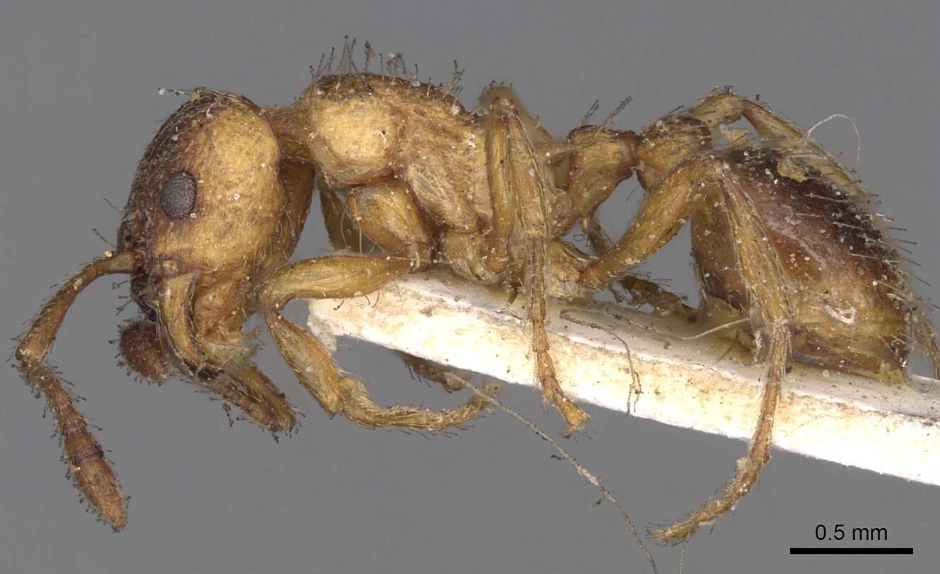 Image of Myrmica rugulosa Nylander 1849