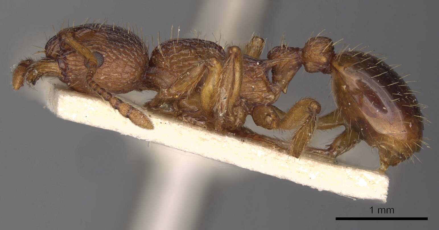 Image of Ant