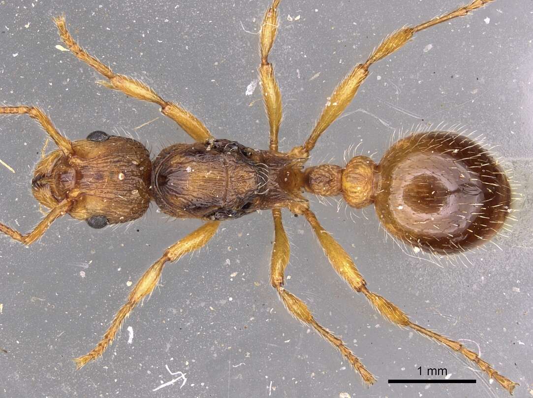 Image of Myrmica hirsuta Elmes 1978