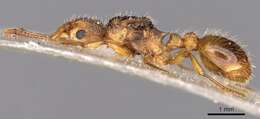 Image of Myrmica hirsuta Elmes 1978