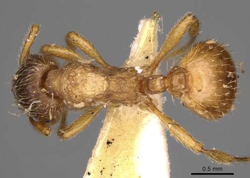 Image of Myrmica arnoldii Dlussky 1963