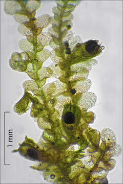 Image of Lejeunea cavifolia (Ehrh.) Lindb.