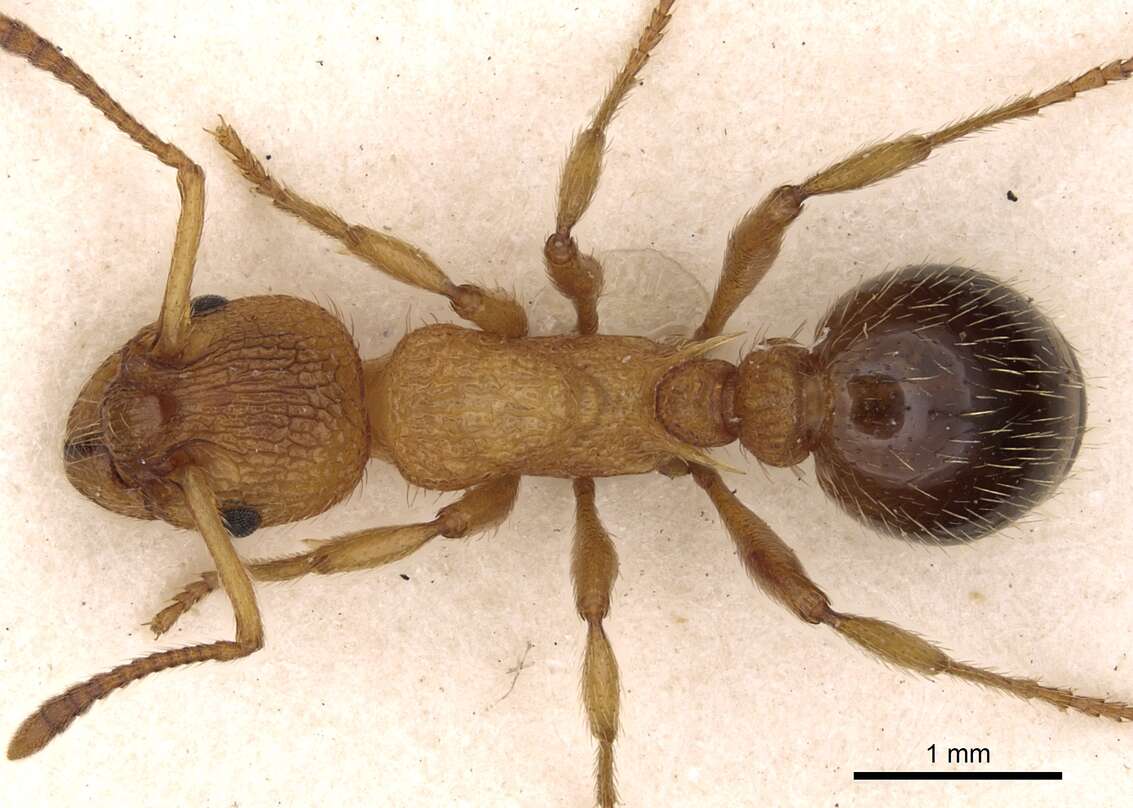 Image of Myrmica bibikoffi Kutter 1963