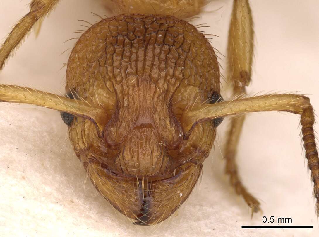 Image of Myrmica bibikoffi Kutter 1963