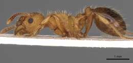 Image of Myrmica bibikoffi Kutter 1963