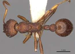 Image of Myrmica bergi Ruzsky 1902