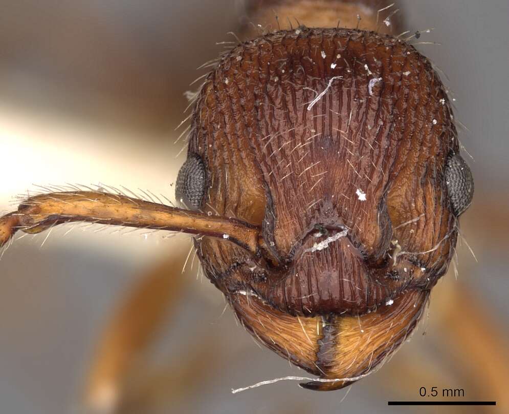 Image of Myrmica bergi Ruzsky 1902