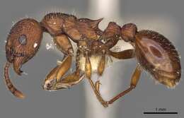 Image of Myrmica bergi Ruzsky 1902