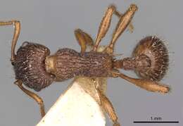 Image of Myrmica caucasicola Arnol'di 1934